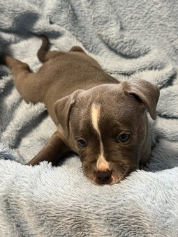 Stafordšírský bulteriér s PP - 2