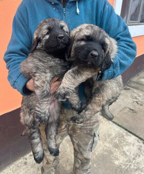 Šteňátko Kaukaz - 2