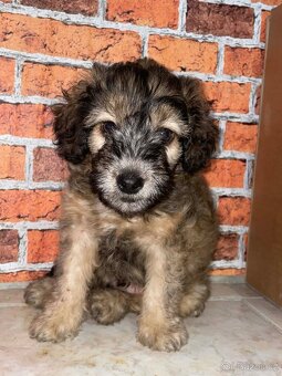 Krásné štěňátko chlapecek - 2