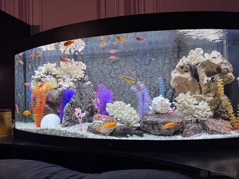 Prodám akvarium vč. Rybiček - 2