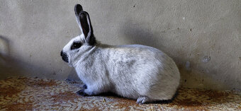 FRANCOUZSKÝ STŘÍBŘITÝ FS - 2