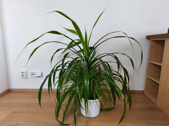 Pokojová rostlina Pandanus výška 1m - 2