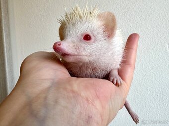 Africký pygmy ježek s PP - 2