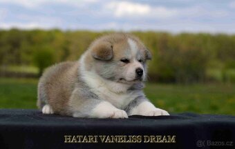 AKITA INU - 2