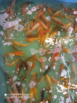 Koi - 2