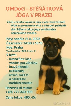 Stenatka, joga, voucher/zazitek, pets yoga, puppy yoga - 2