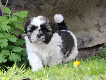 Shih-tzu, ši-tzu , shih tzu, ši-cu - štěňátka s PP FCI - 2