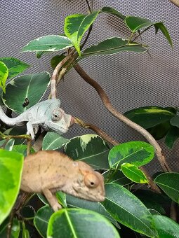Chameleon pardálí - 2