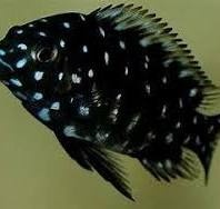 Tropheus duboisi - 2