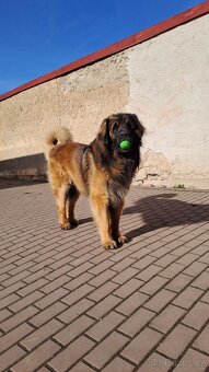 Leonberger pes na krytí - 2