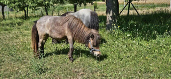 Shetland pony - klisnička s PP - 2
