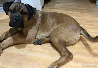 Cane corso štěně - 2