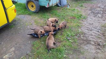 Prodám štěňata Belgický ovčák stáří 8 týdnů sou očkovaná odč - 2