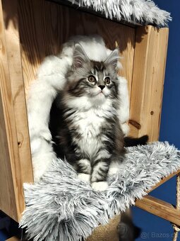 Mainská mývalí koťátka s PP - 2