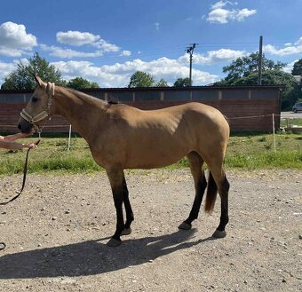 Klisna ČT - možnost výměny - 2