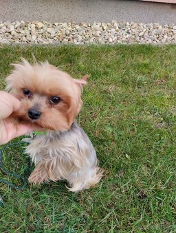 Jorkšírský teriér - 2