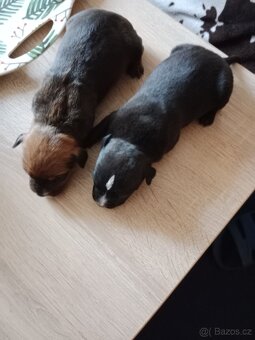 Štěňátka pitbulla bez PP - 2