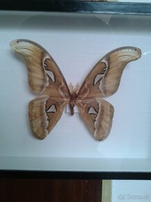 motýl - 2