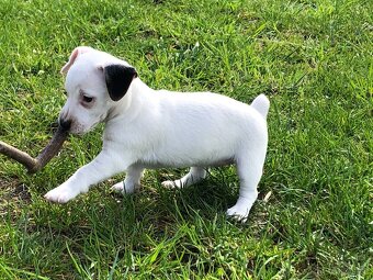 Jack Russell Teriér - 2