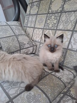 Koťátka ragdoll - 2