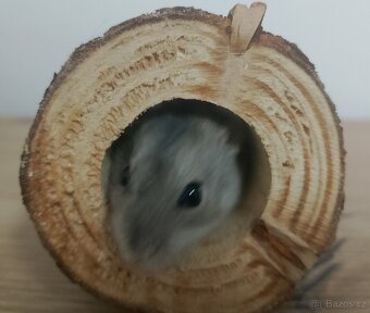 Roztomilí křečci džungarští hledají nový domov. - 2