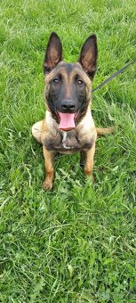 Belgický ovčák Malinois s PP - 2