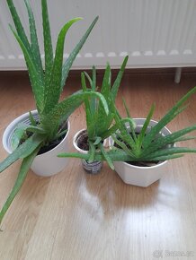 3x Aloe Vera,pokojová rostlina - 2