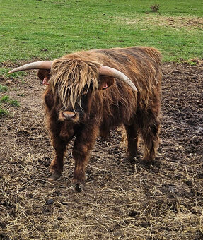Prodám mladé býky Highland Cattle - 2
