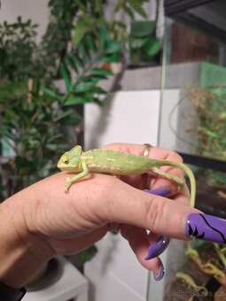 chameleon jemenský - 2