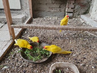 Kakariki rudočelý - 2