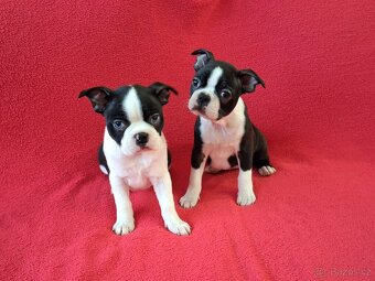 Bostonský teriér, Boston terrier - 2