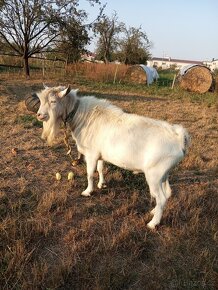 Pripousteni plemenným kozlem Bernd - 2