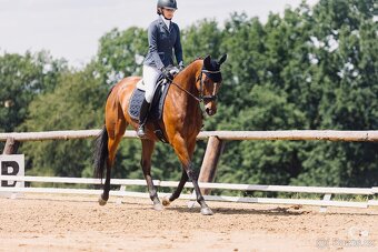 Klisna A1/1 vhodná do všestrannosti - 2