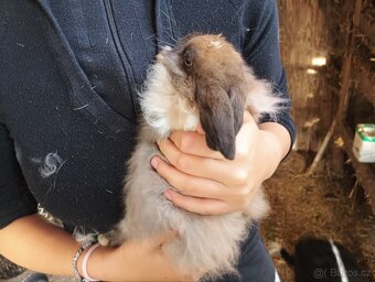 Zakrslí králíčci - 2