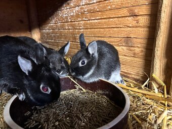 Zakrslý králík - 2