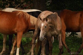 2,5 letí atraktivní a hodní valáškové - 2