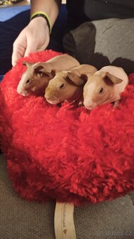 Skinny morčátka - 2