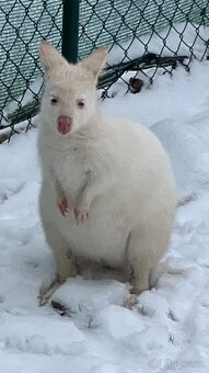 Klokan sameček a samička - 2