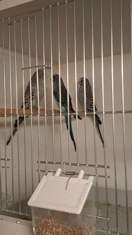 Andulka Černokřídlá - 2