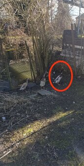 Indický běžec - 2