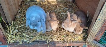 Zakrslý beránek - 2