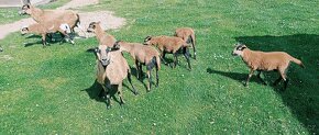 Kamerunské ovce - 2