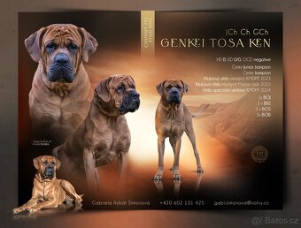 Tosa inu - krycí pes - 2