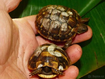 Želva zelenavá (Testudo hermanni) - 2