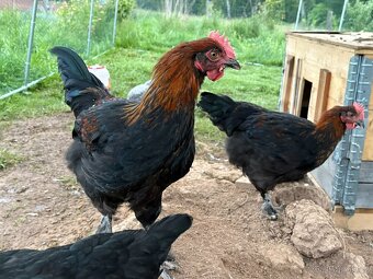 Prodam kohouty marans - 2