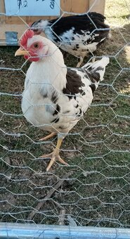 Vlaška exchequer - kohouti - 2