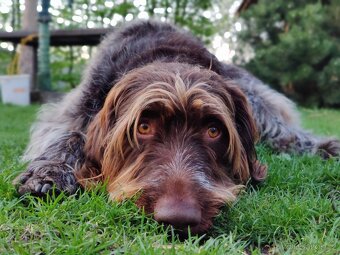 Pes Český fousek - 2