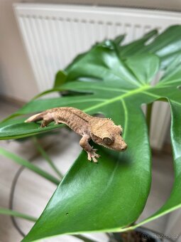 Pagekon řasnatý - Correlophus ciliatus - 2