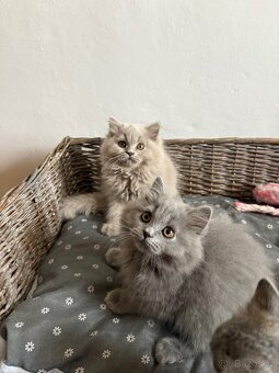 Britská koťata - 2