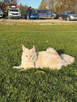 Mainské mývalí PP - 2